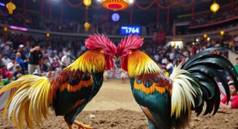 Live Sabung Ayam Online: Panduan & Tips Terbaik