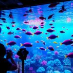 Judi tembak ikan Resmi
