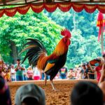 Agen Sabung Ayam