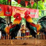 Situs Sabung Ayam Terpercaya